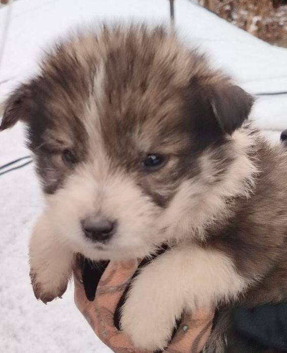 Отдам щенка 2 месяца