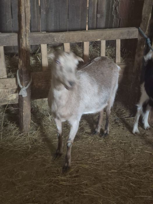 Vând capra la a doua fatere cu ieduta si una gestanta a doua oara 1500