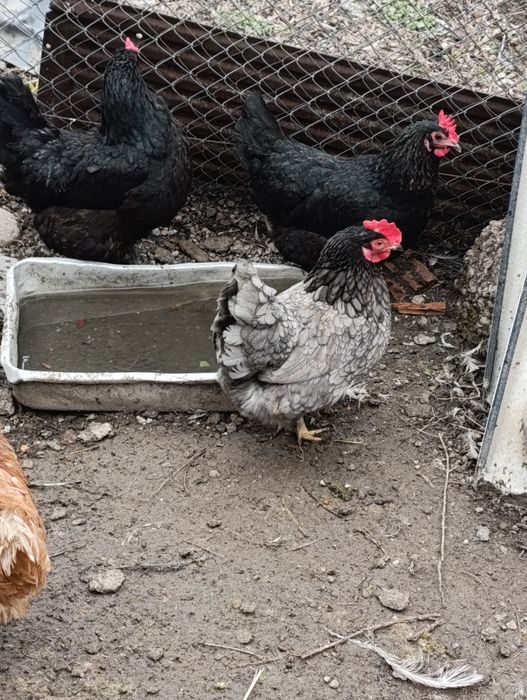 Инкубационные яйца домашних кур