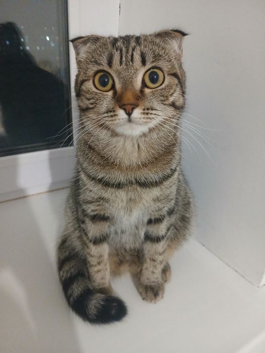Отдам кошку девочку