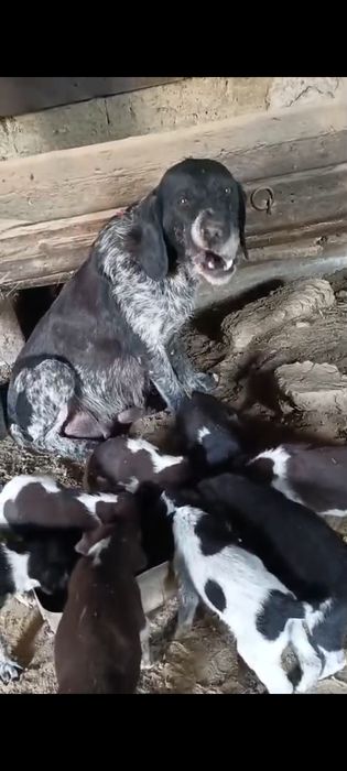 Дратхар күшіктері сатылады