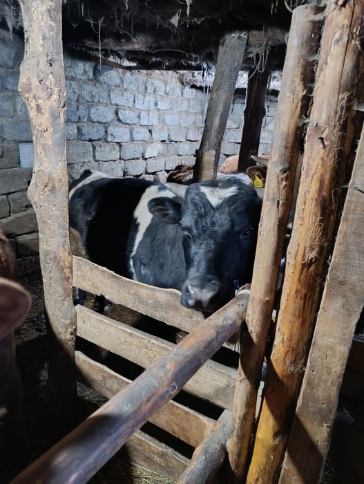 Продам годовалый бычков