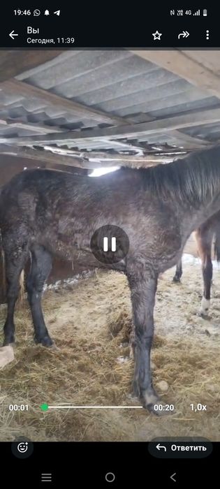 Продам тая с откорма