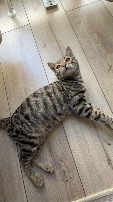 Ищу дом для котенка!!!