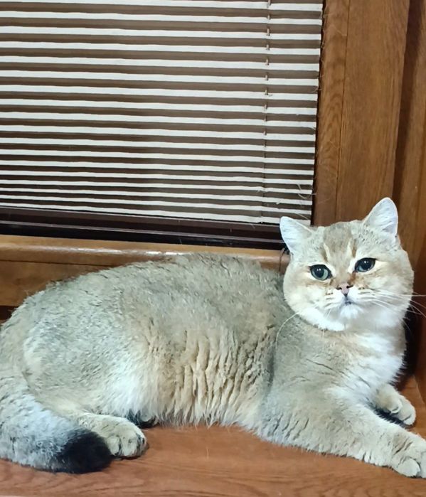 Британские коты шиншиллы