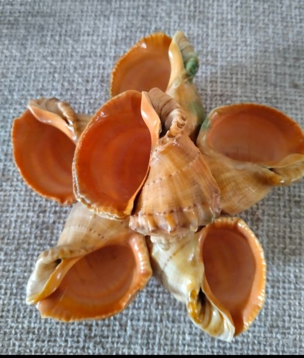Ракушки из трёх морей и океана