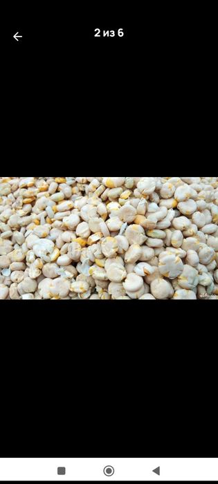 Горох- плющенный .