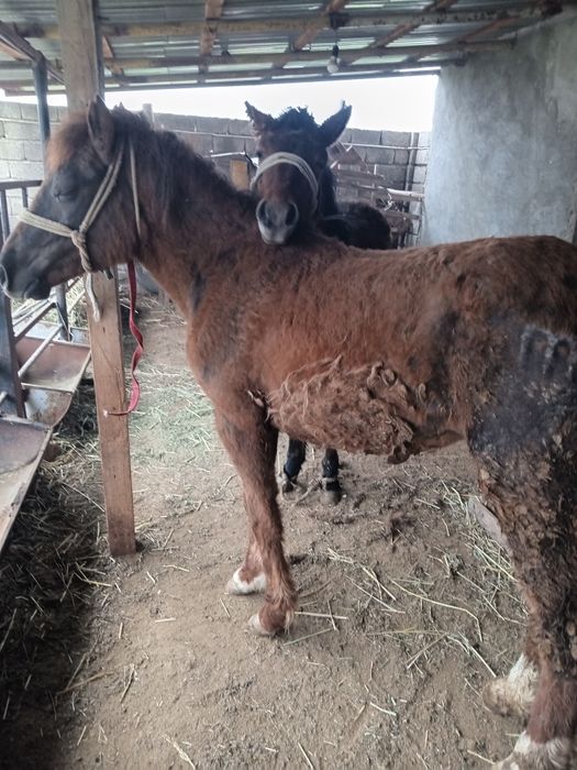 Бір жасар тайлар сатылады.