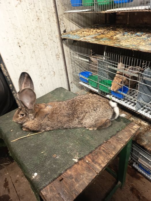 Vând acești iepurași