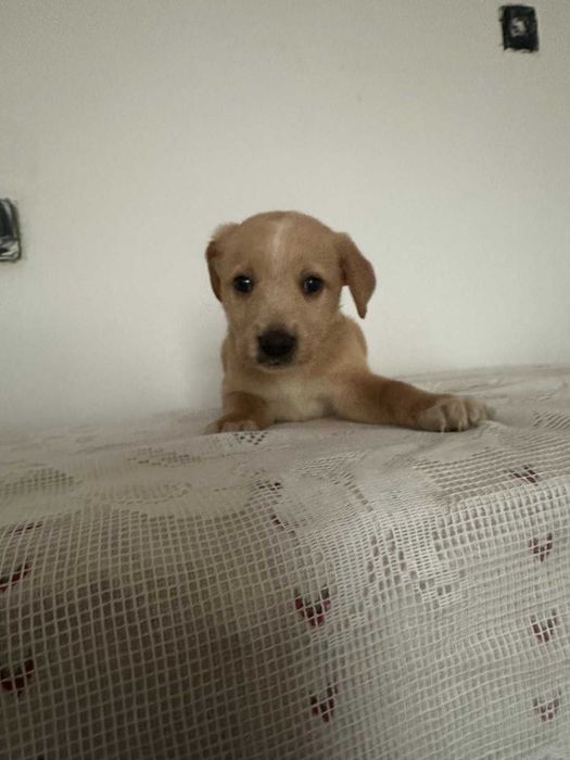 малки, сладки спенидори