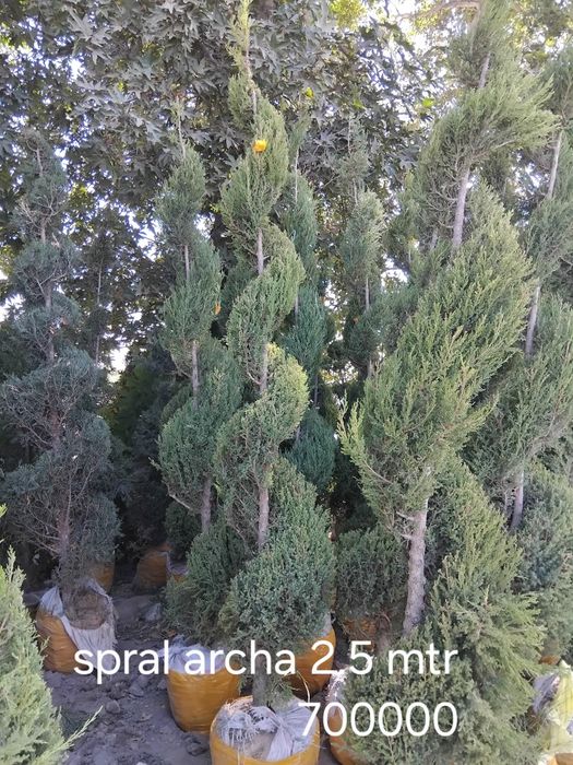 Gazon ekib berish ishlari lanshaftni dizayin assosida