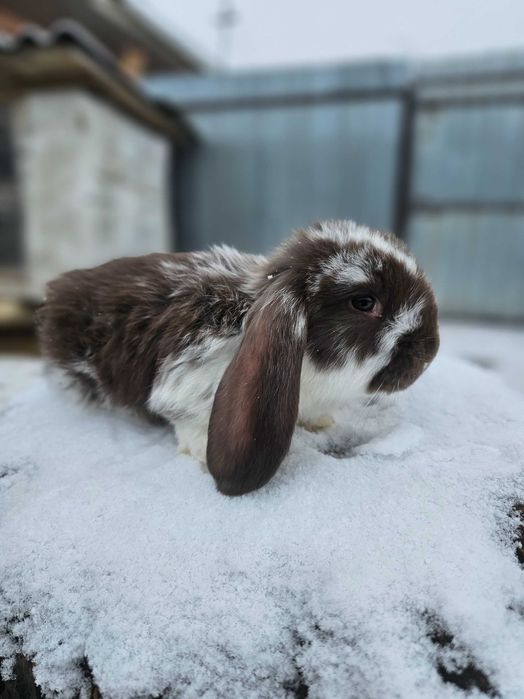 Pui Berbec German Havana – mantulat și havana plin