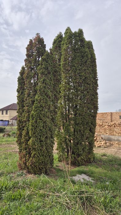 Продам живую ёлку