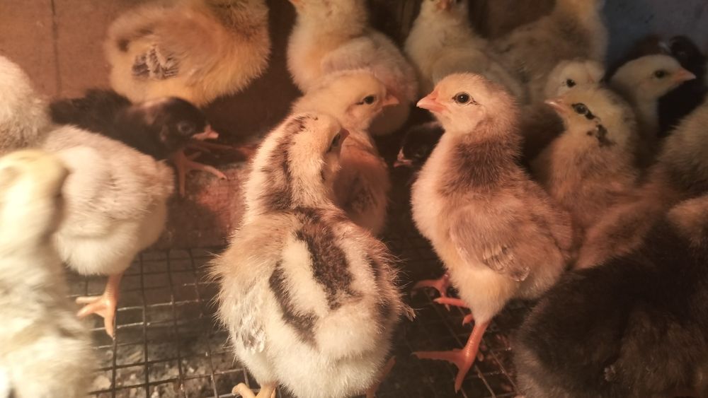 Продам  цыплят бройлера и мастер грей