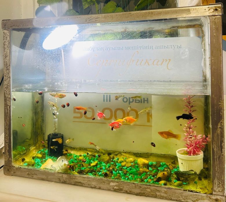 Аквариум (рыбы).