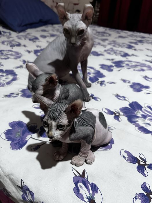 Продаются котята сфинксы