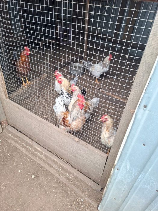 Продам домашних кур