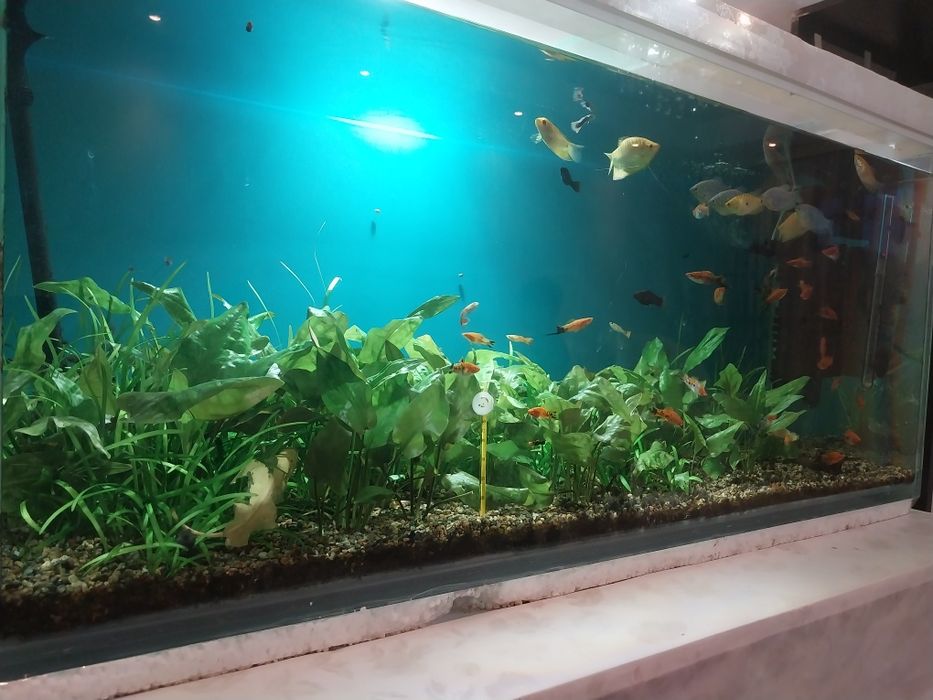 Аквариум 250л   .