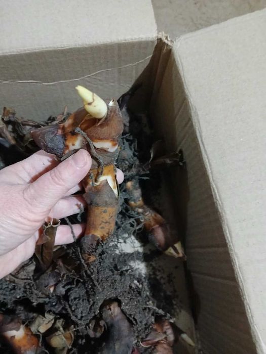 Цветы КАННЫ (клубни)