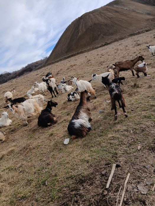 Vand 35 de capre si am 18 iezi momentan pe langa ele