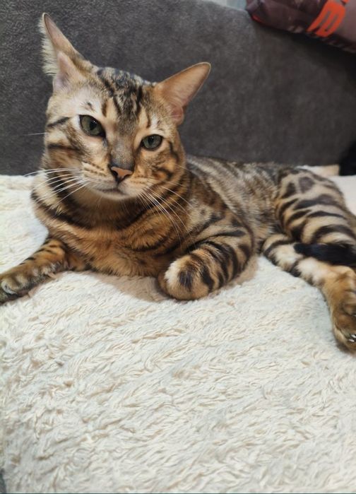 Котенок бенгальский