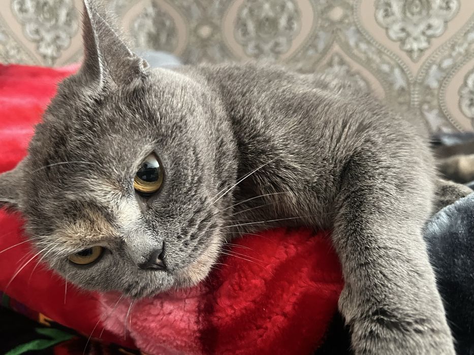 British Shorthair blue