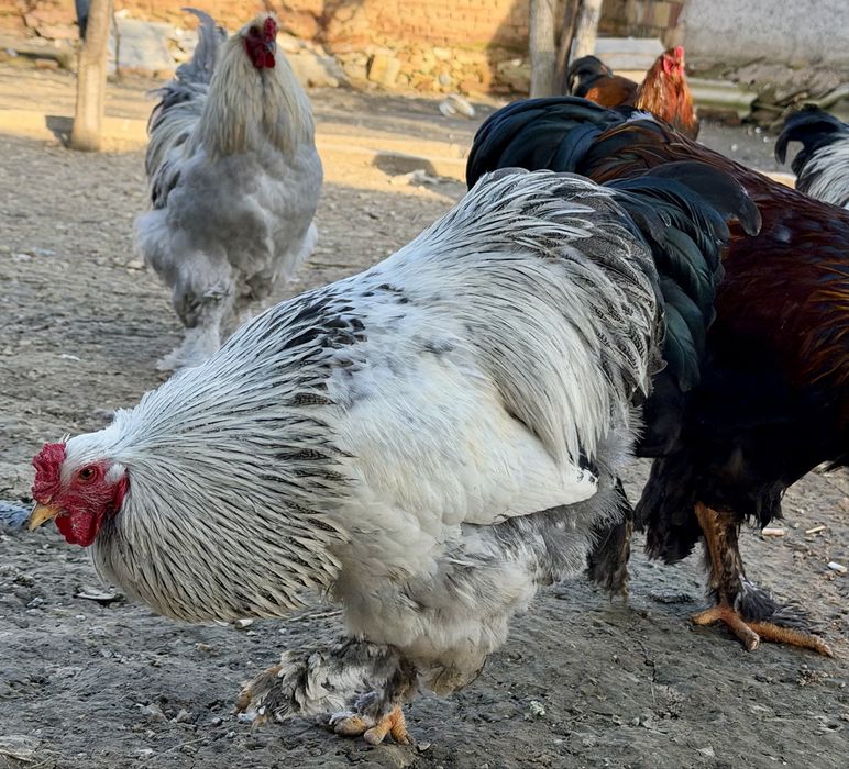 Млади петли брама