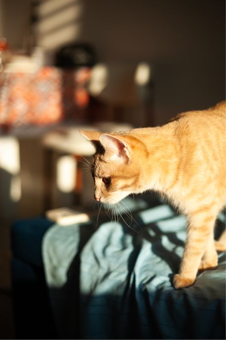 Рыжий кот, подросток