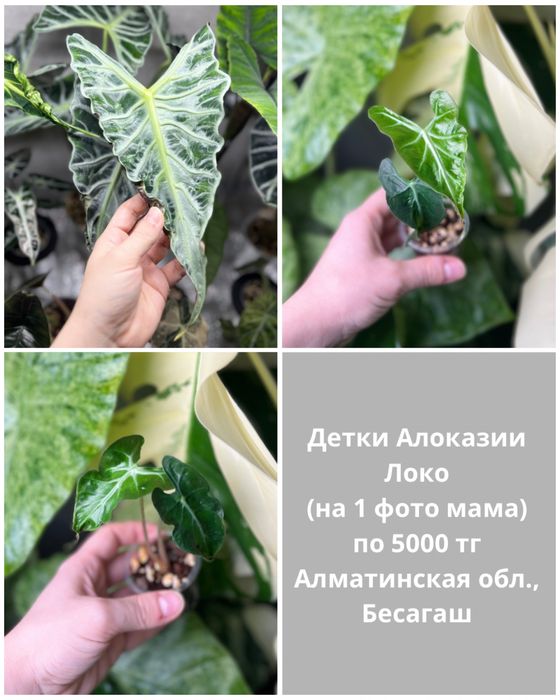 Алоказии разные (детки)