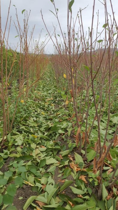 Vând diferite soiuri de pomi fructiferi