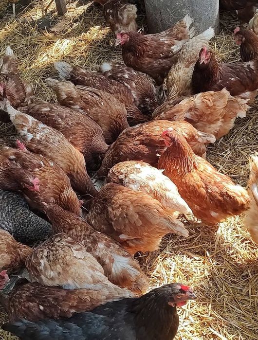 Vând Gaini Rosi outoare