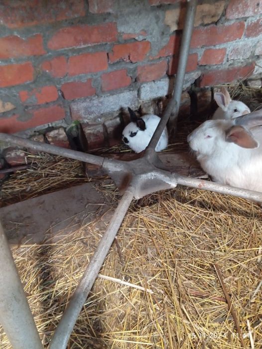 Готовятся на продажу кролики