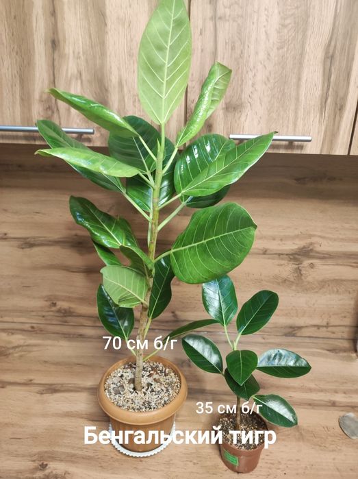 Фикус -Шривериана, Бенгальский , Мокламе и т.д