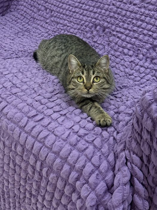 Кошка 10 мес