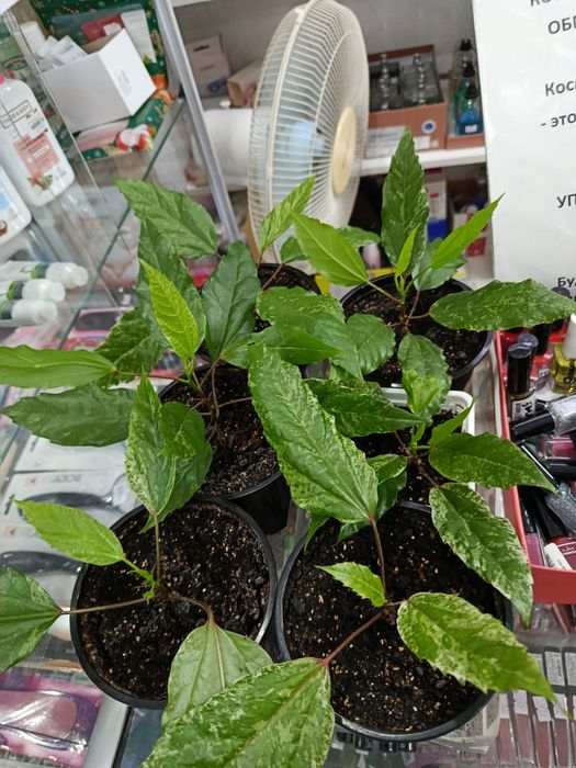 Продам большие цветы