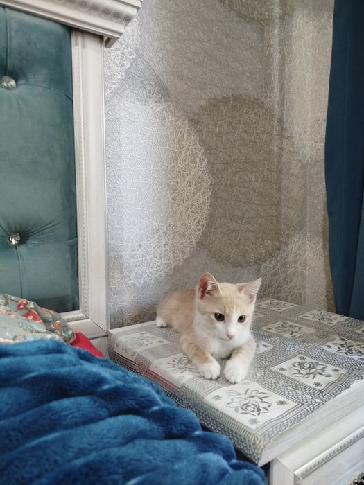 Uy mushugi hadyaga beriladi