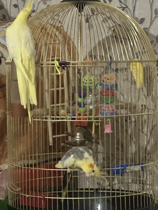 Пара корелл с клеткой