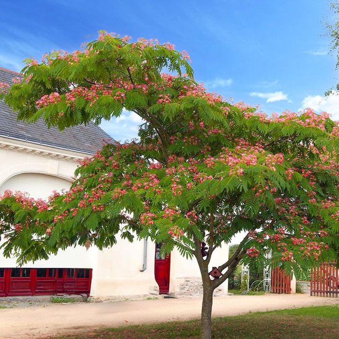 Фиданки от каталпа