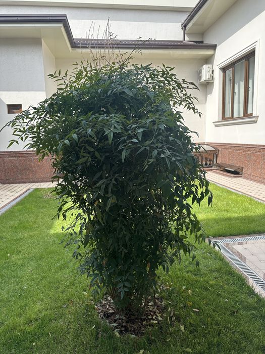 Нандина растение