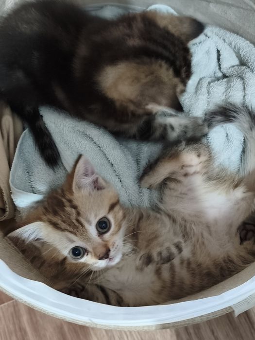 Шотладские котята мальчики