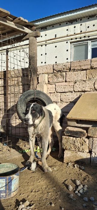 Алабай сатылады срочно