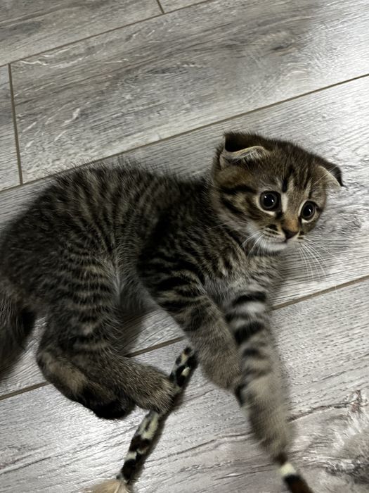 продам шотландских котят