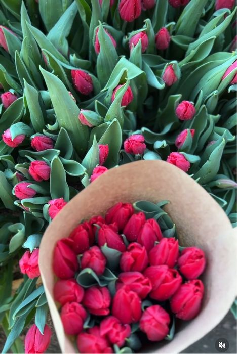 Тюльпаны оптом и в розницу