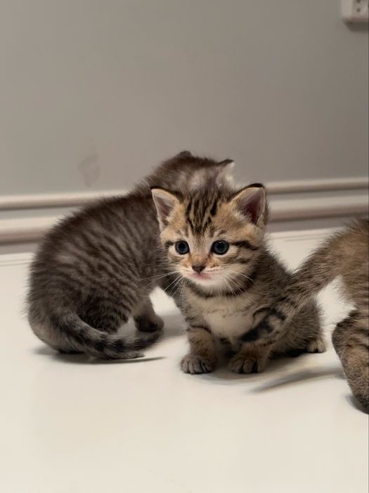 Британскии  котенок