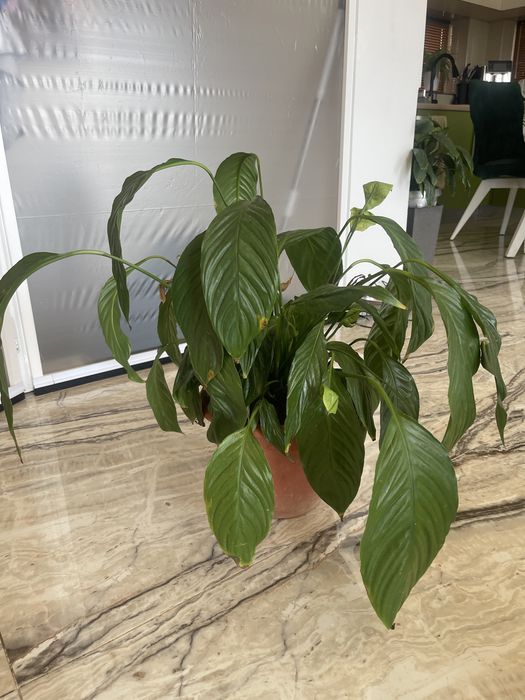 Planta de apartament Crinul pacii