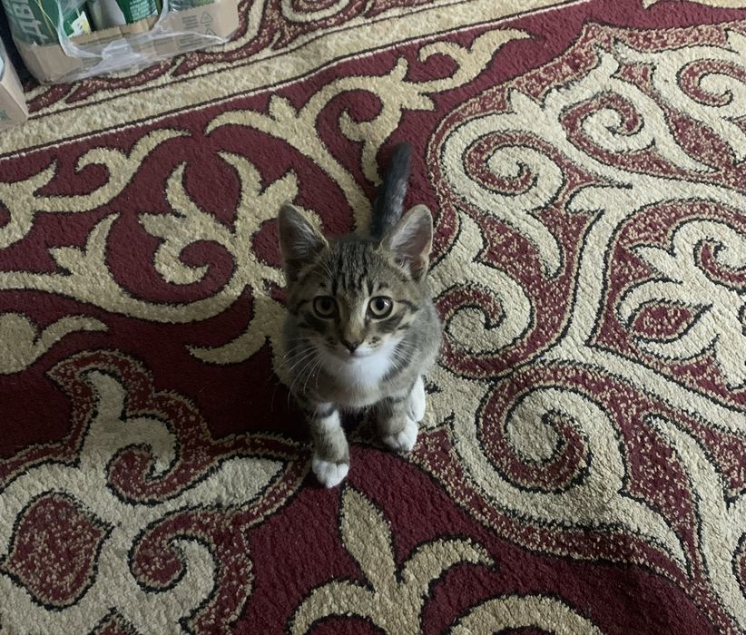 Отдам котенка бесплатно