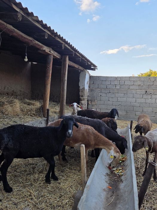 Кой кошкарлар бар
