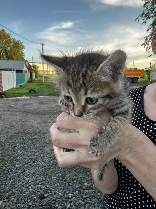 Котенок бесплатно