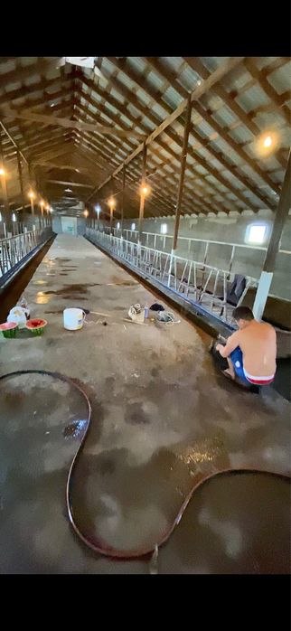 Откорм Мал бордақы