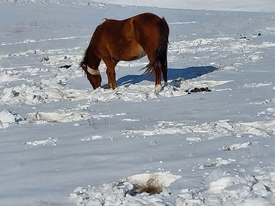 Шамші Қалдаяқов.